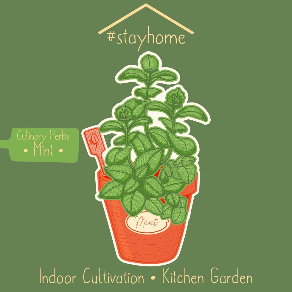 Mint in a kitchen garden vector