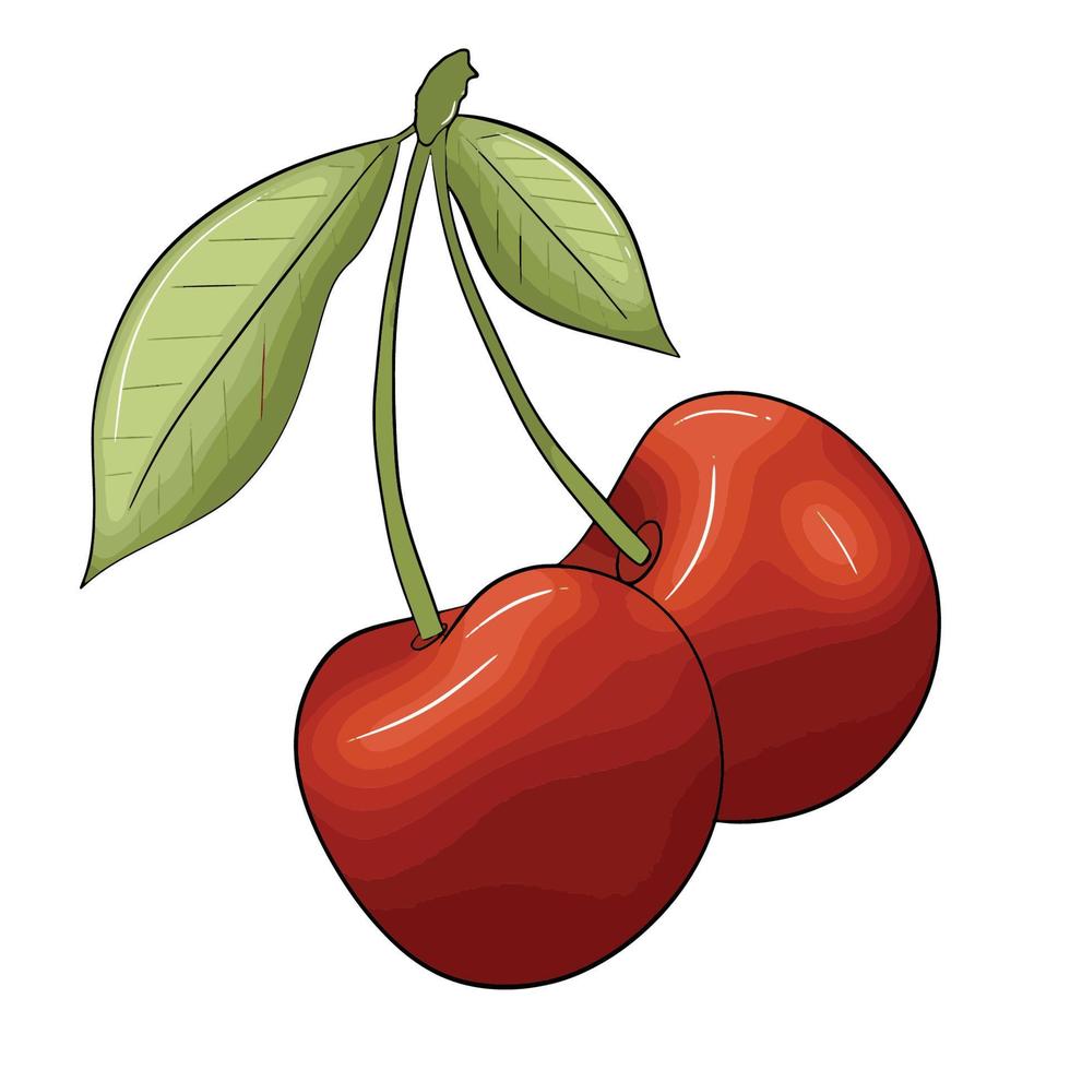 ilustración de cerezas vector