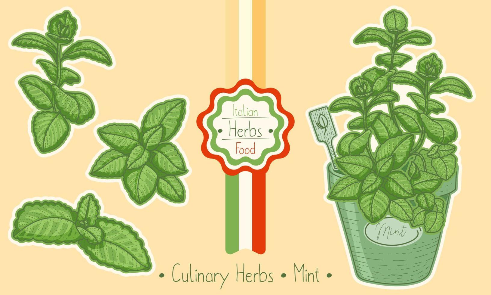 menta de hierbas culinarias y alimentos vector