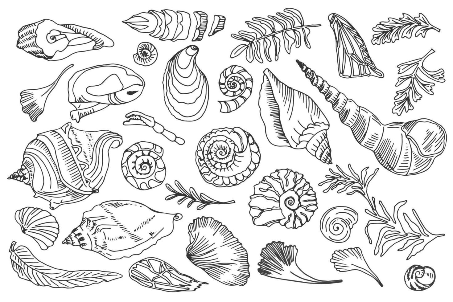 Isolated black line contour seashells and plants Set of Hand drawn ocean shell or conch mollusk scallop Sea underwater animal fossil Nautical and aquarium, marine theme. Vector illustration.