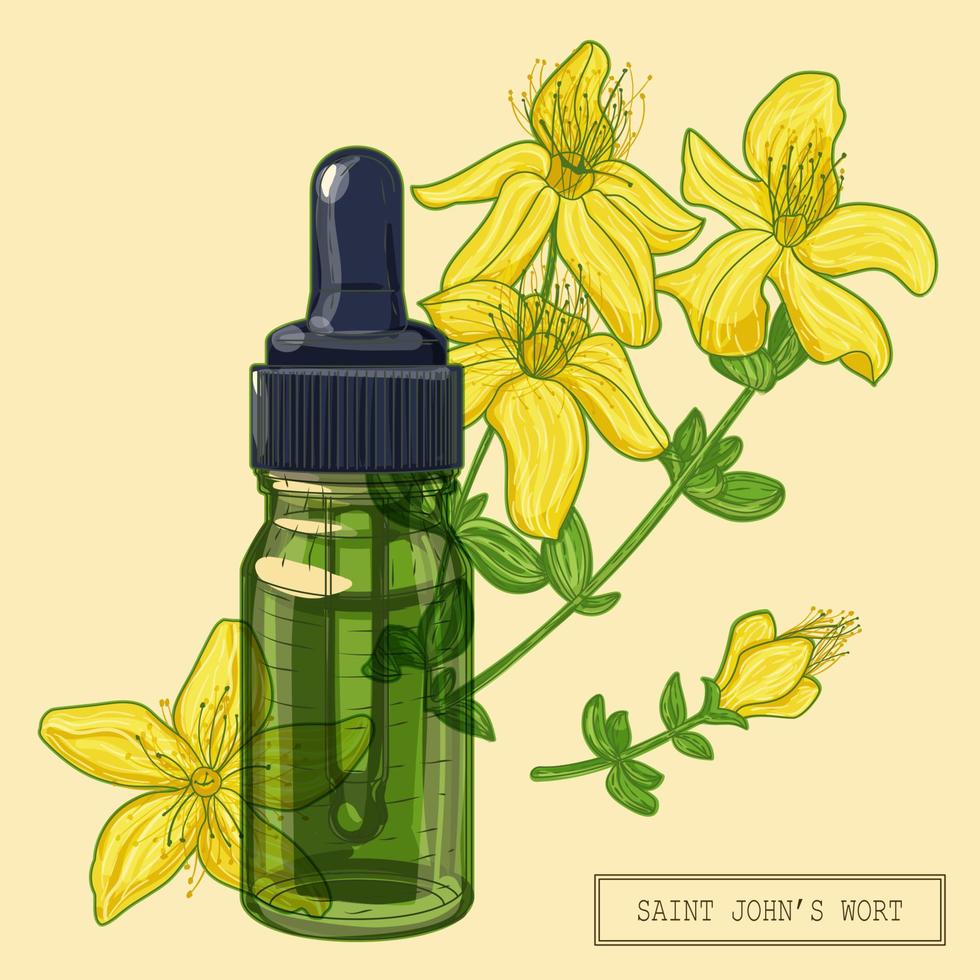 Blooming Saint Johns wort and dropper vector