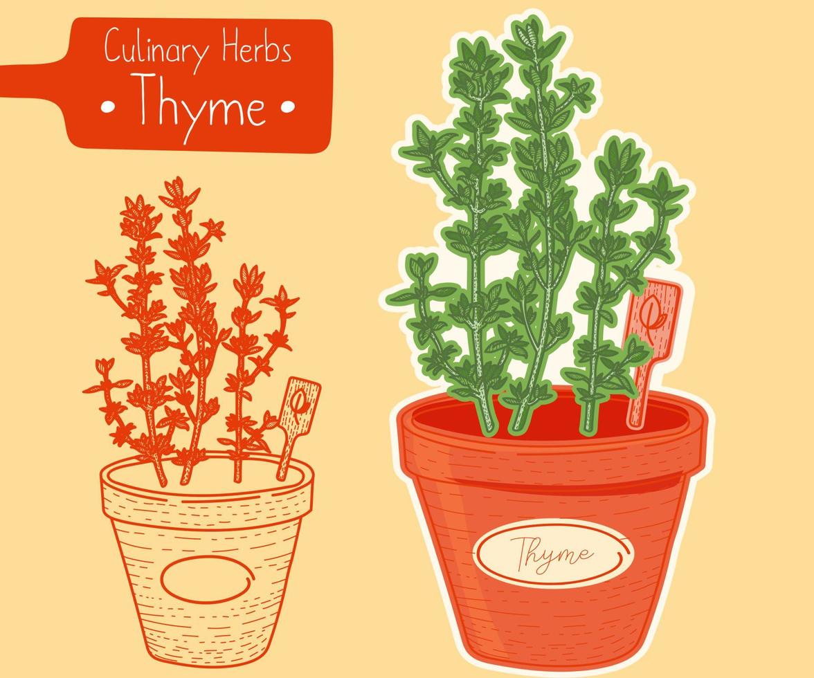 Thyme growing in a pot vector