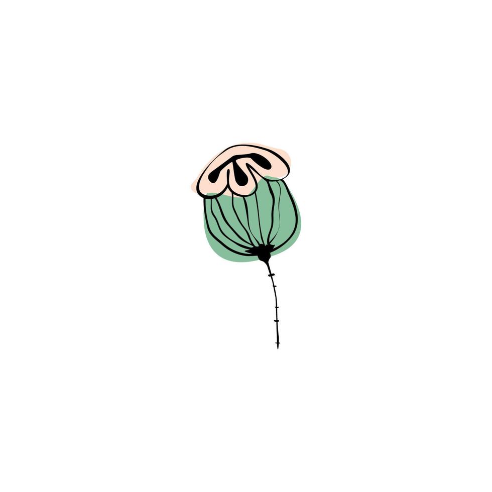 Small poppy capsule vector