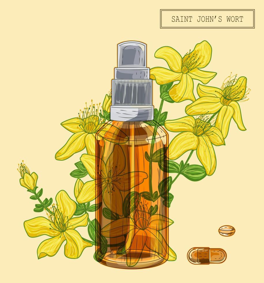 Saint Johns wort flowers and sprayer vector