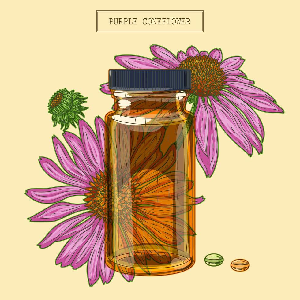 Purple echinacea flowers and vial and pills vector