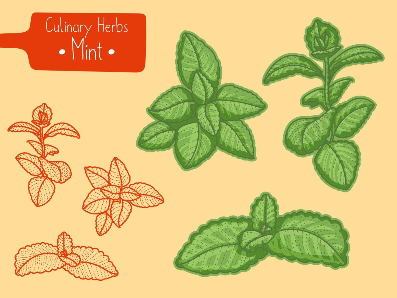 Branches of culinary herb Mentha vector