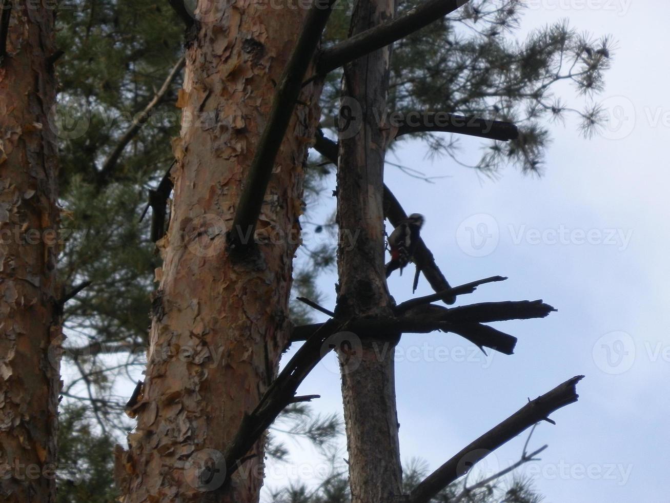 The woodpecker knocks on the tree with its beak photo