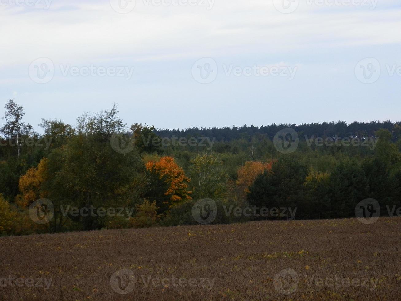 Autumn forest in foliage colors photo