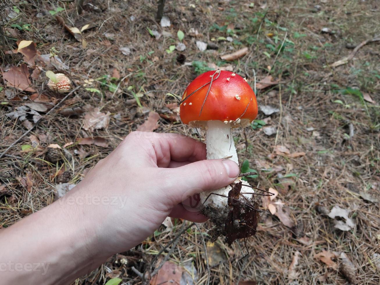 Red fly agaric grew in the forest photo