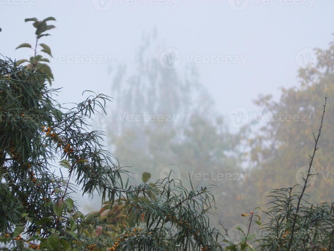 niebla de la mañana de otoño en el pueblo foto