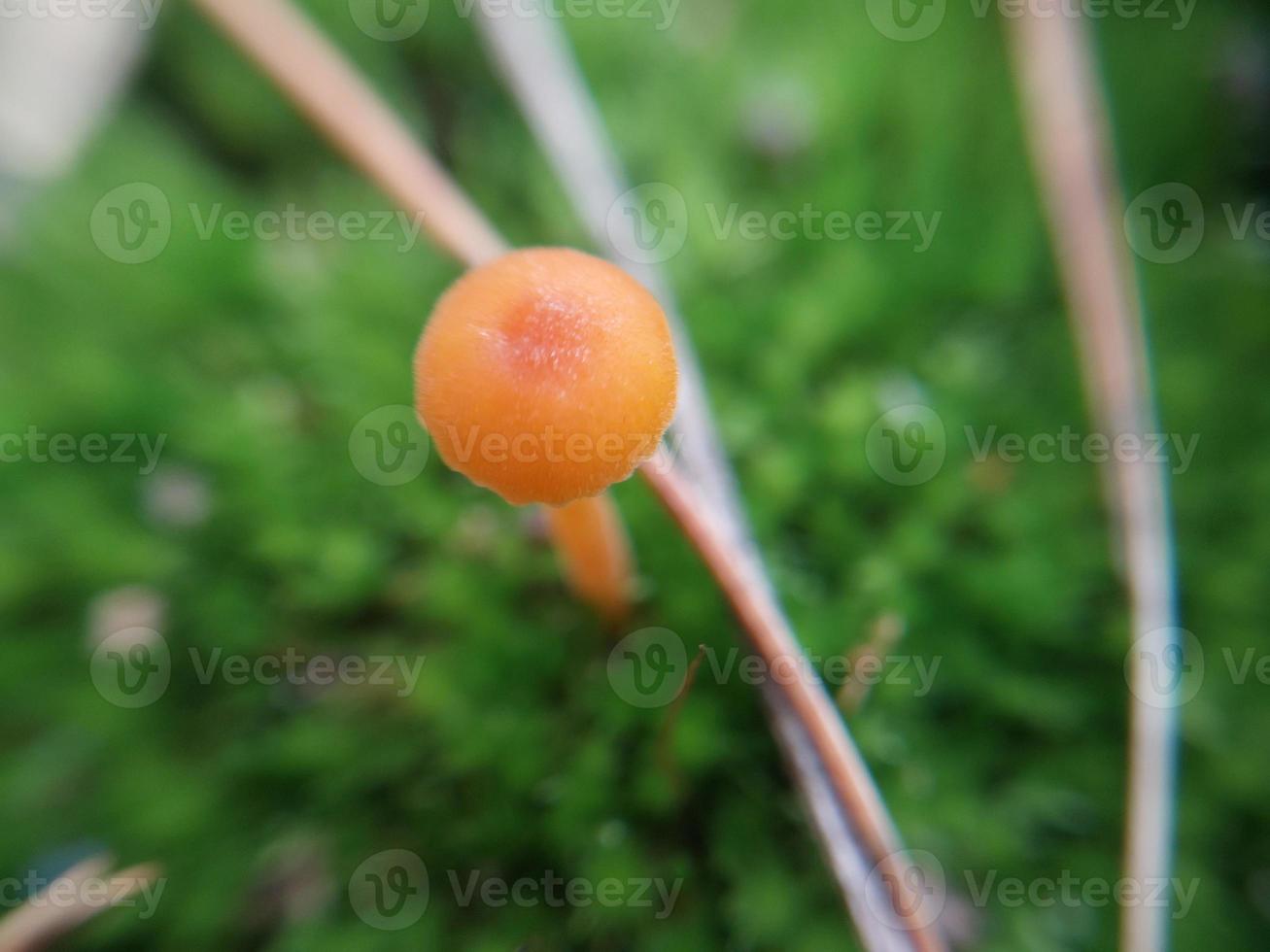 Mushrooms grown in the autumn forest photo