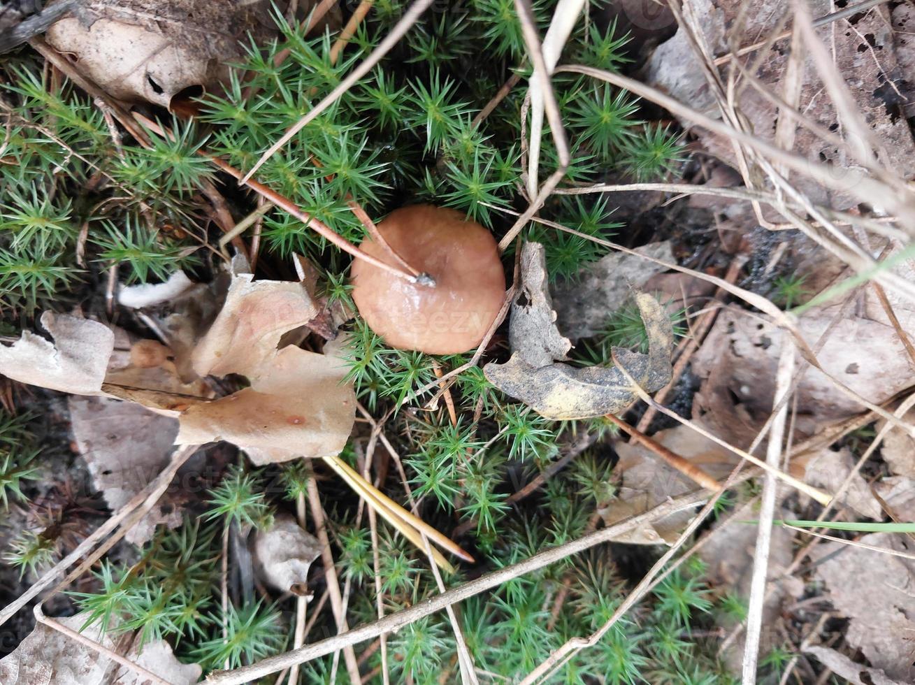 Mushrooms grown in the autumn forest photo