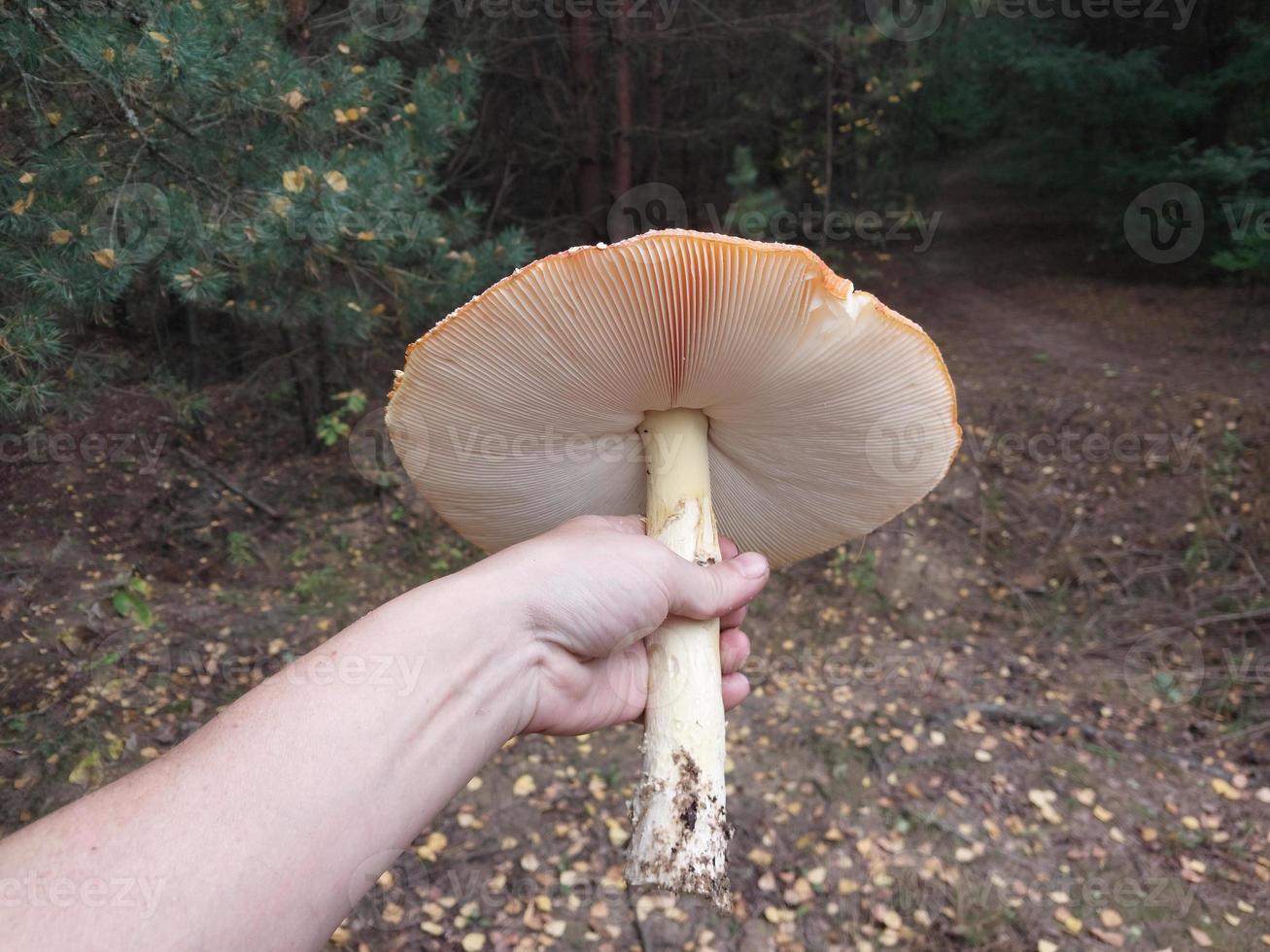 Red fly agaric grew in the forest photo