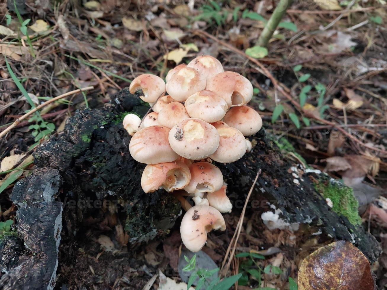 Mushrooms grown in the autumn forest photo