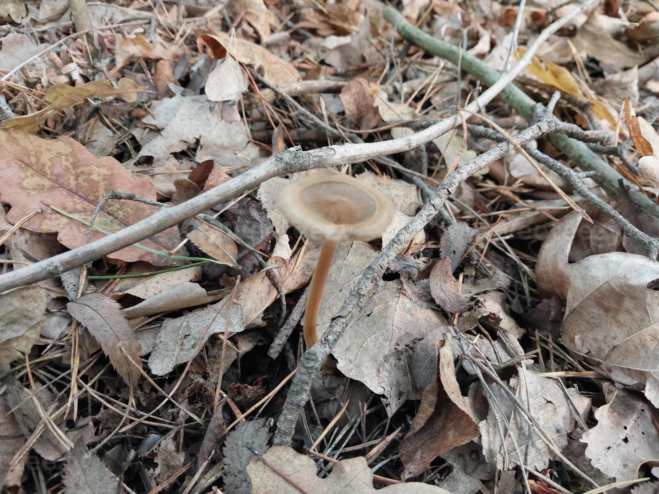 Mushrooms grown in the autumn forest photo
