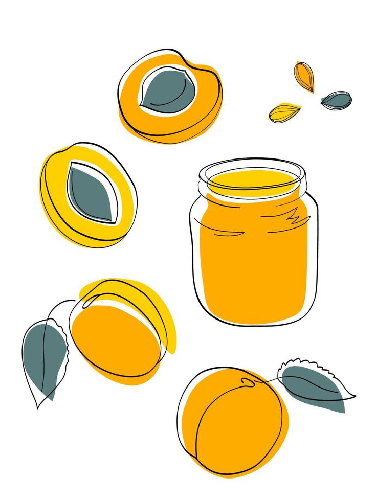 Apricot jam and fruits vector