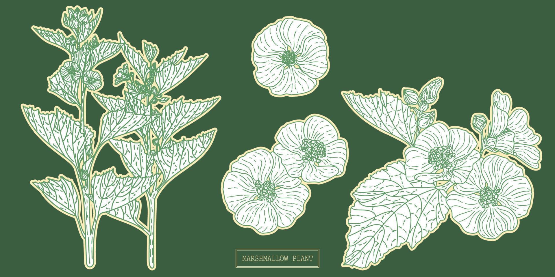 Pharmacy marshmallow herb lineart vector