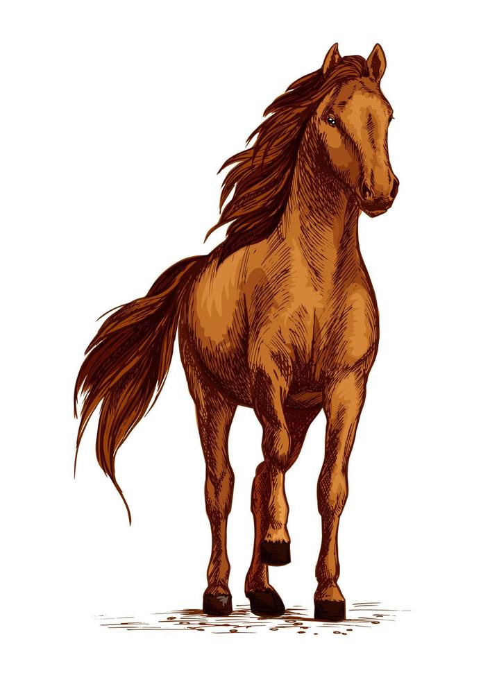 Arabian brown horse stomping hoof vector sketch