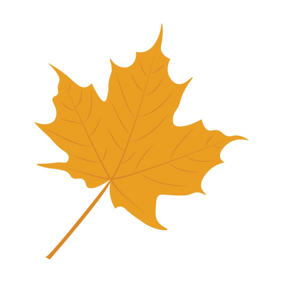 Autumn maple leaf isolated on a white background vector