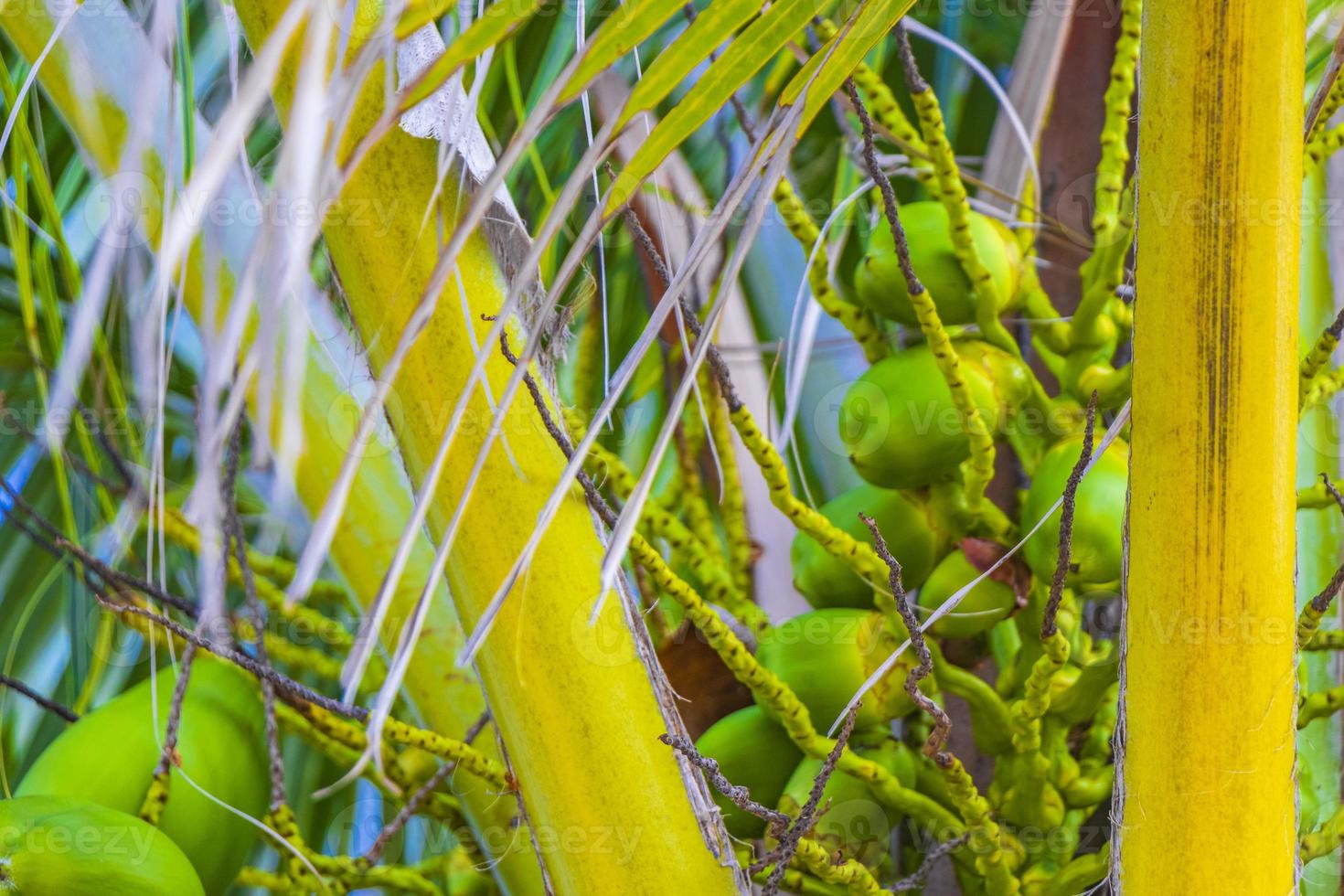 Tropical natural palm tree coconuts blue sky in Mexico. photo