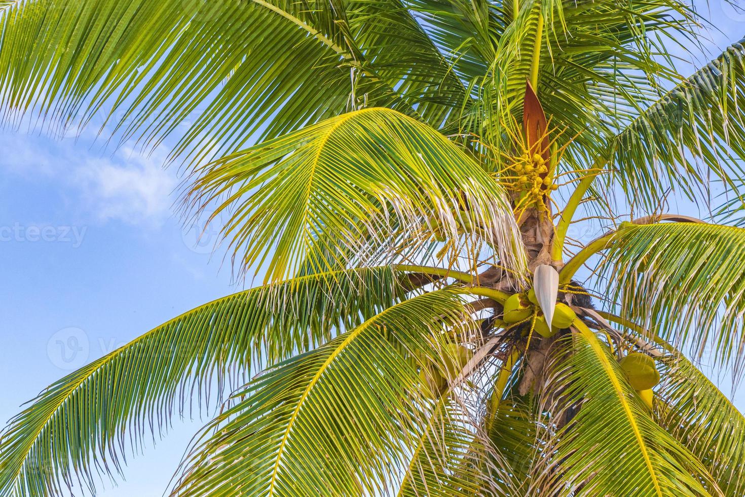 Tropical natural palm tree coconuts blue sky in Mexico. photo