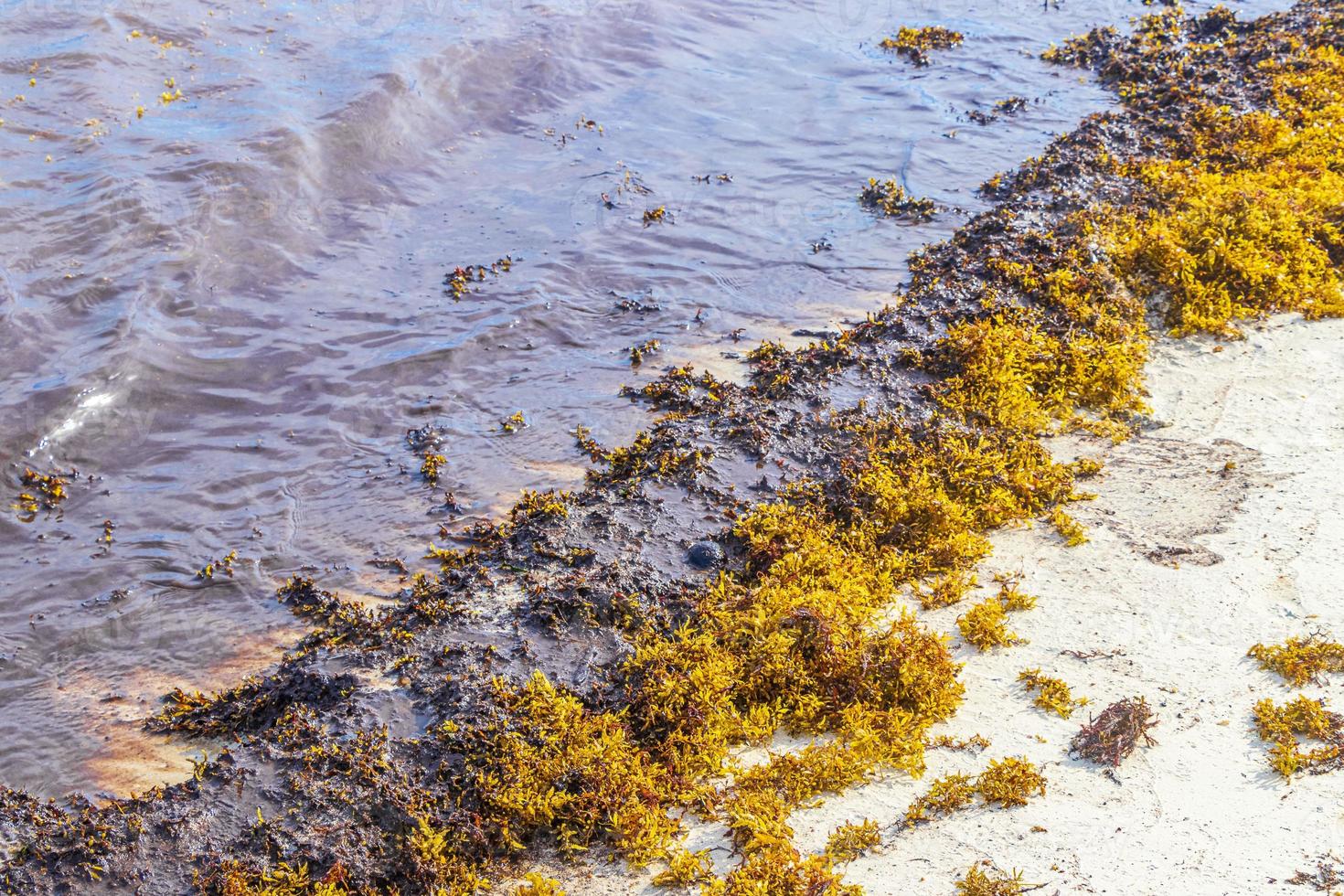 Agua de playa muy asquerosa con alga roja sargazo caribe mexico. foto