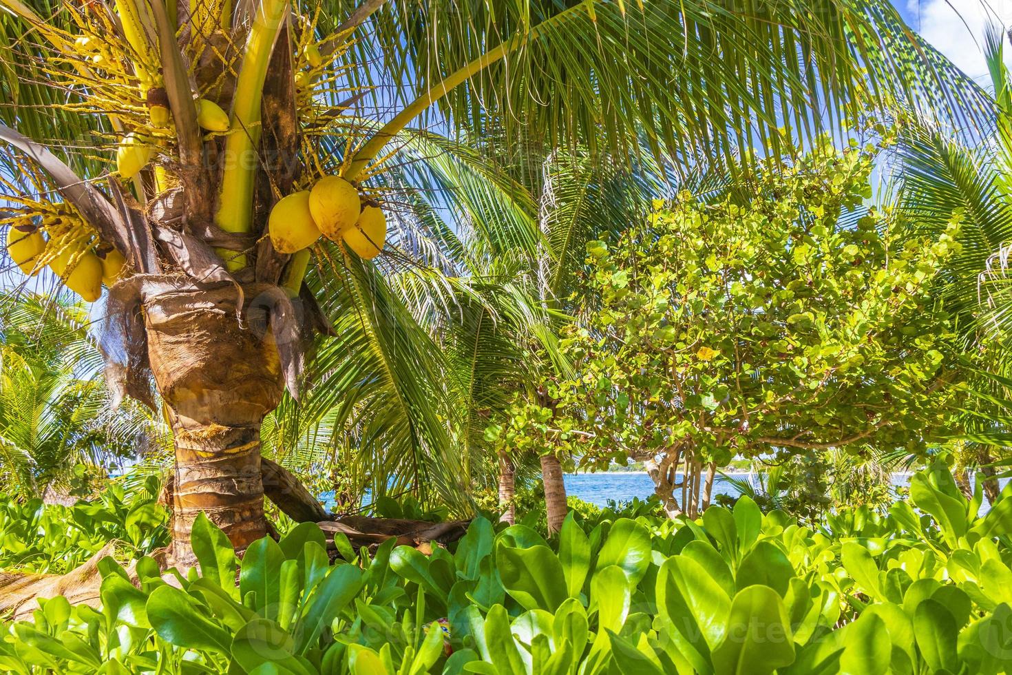 Tropical natural palm tree coconuts blue sky in Mexico. photo