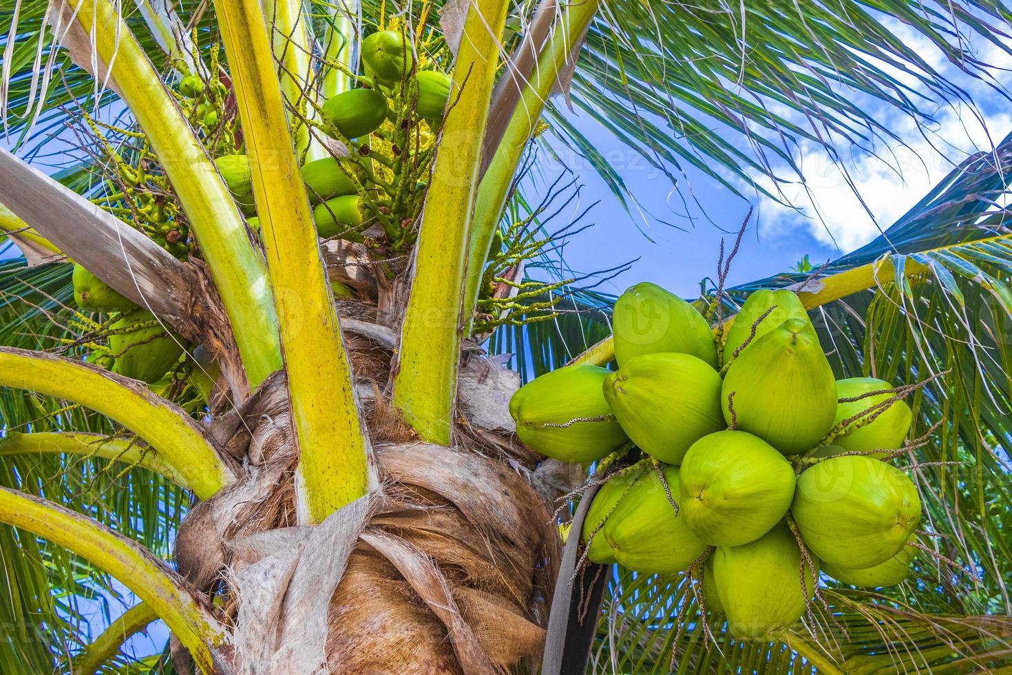 palmeras naturales tropicales cocos cielo azul en méxico. foto