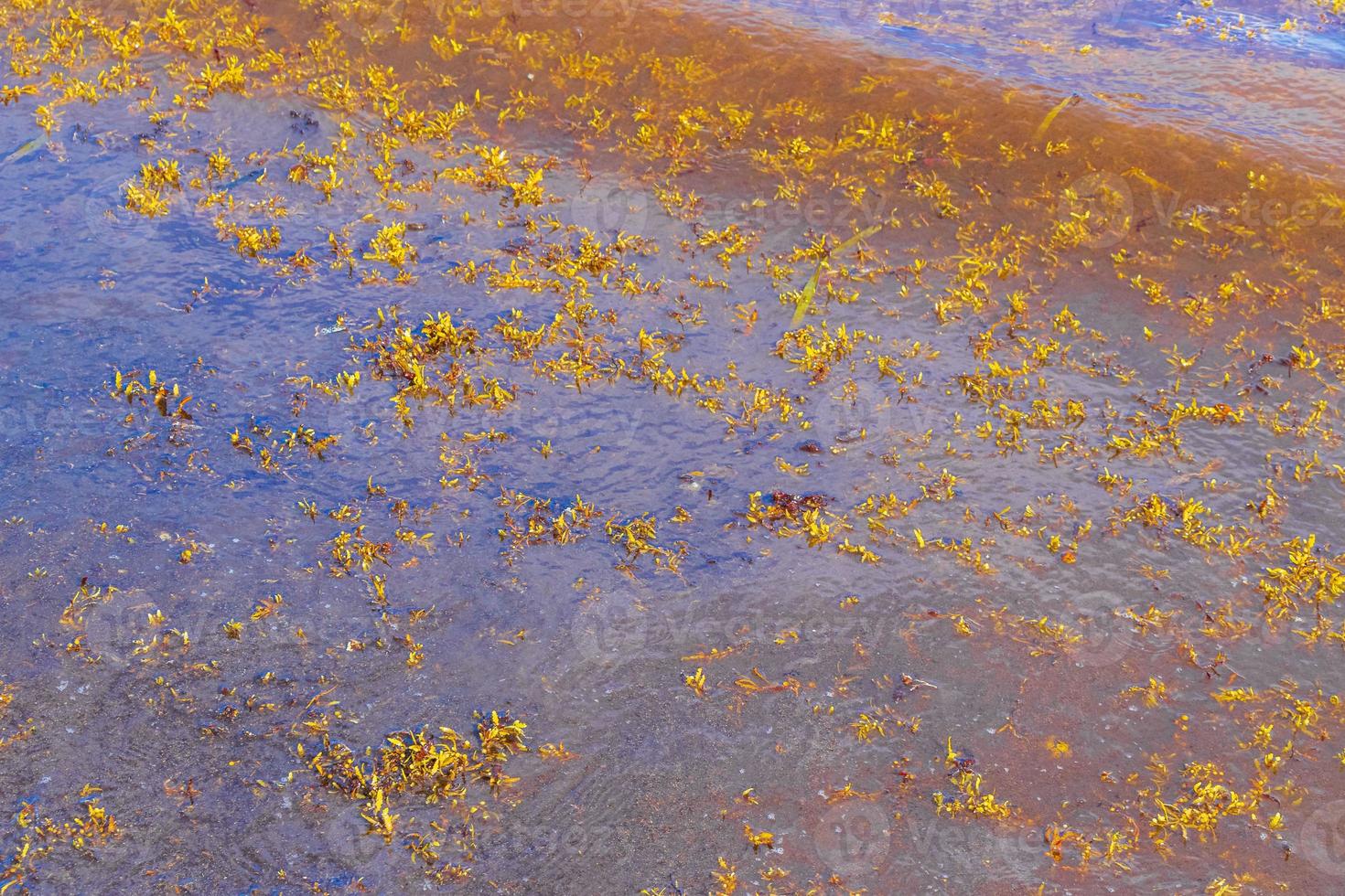 Very disgusting beach water with red seaweed sargazo Caribbean Mexico. photo