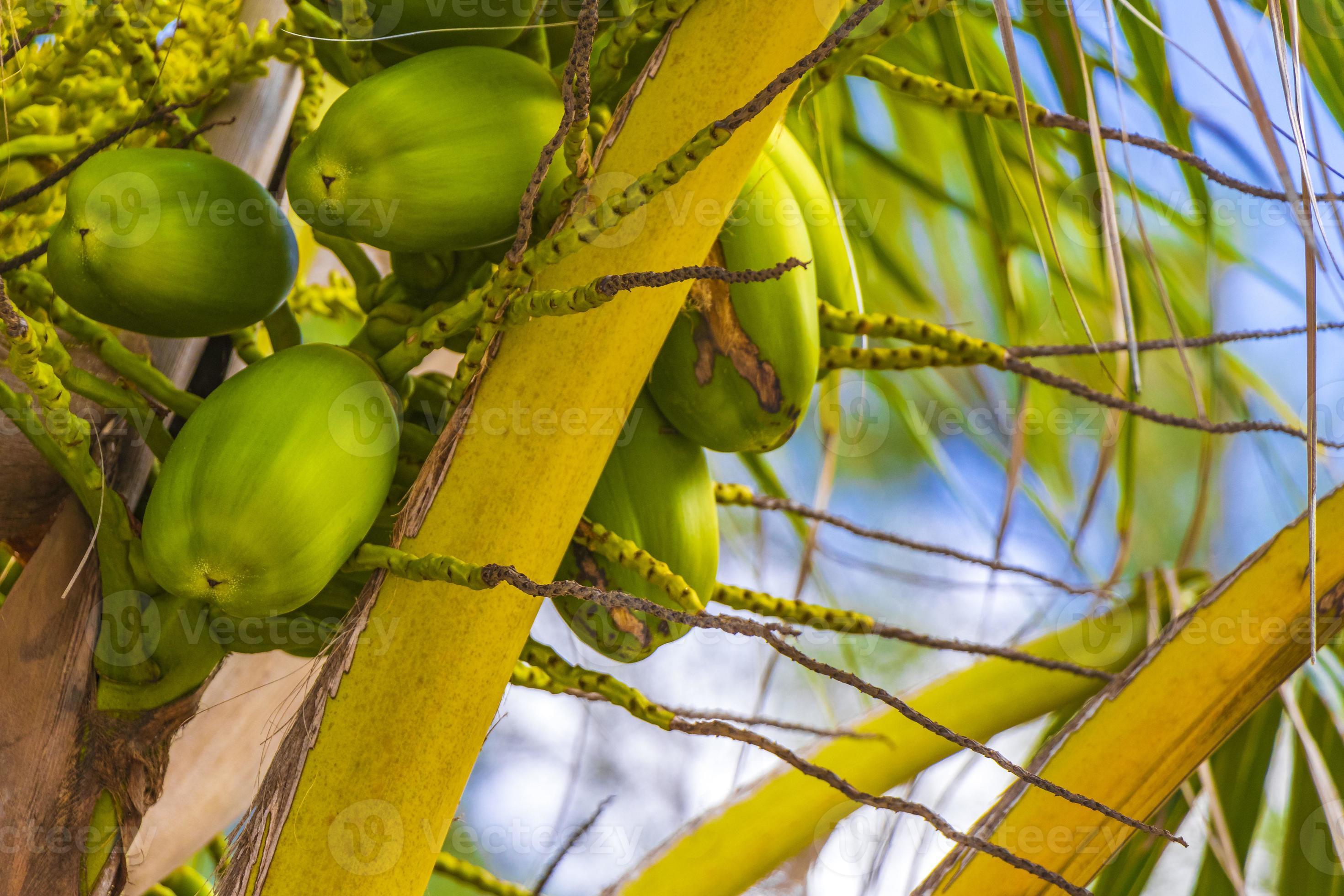 Tropical natural palm tree coconuts blue sky in Mexico. 12704707 Stock Photo at Vecteezy