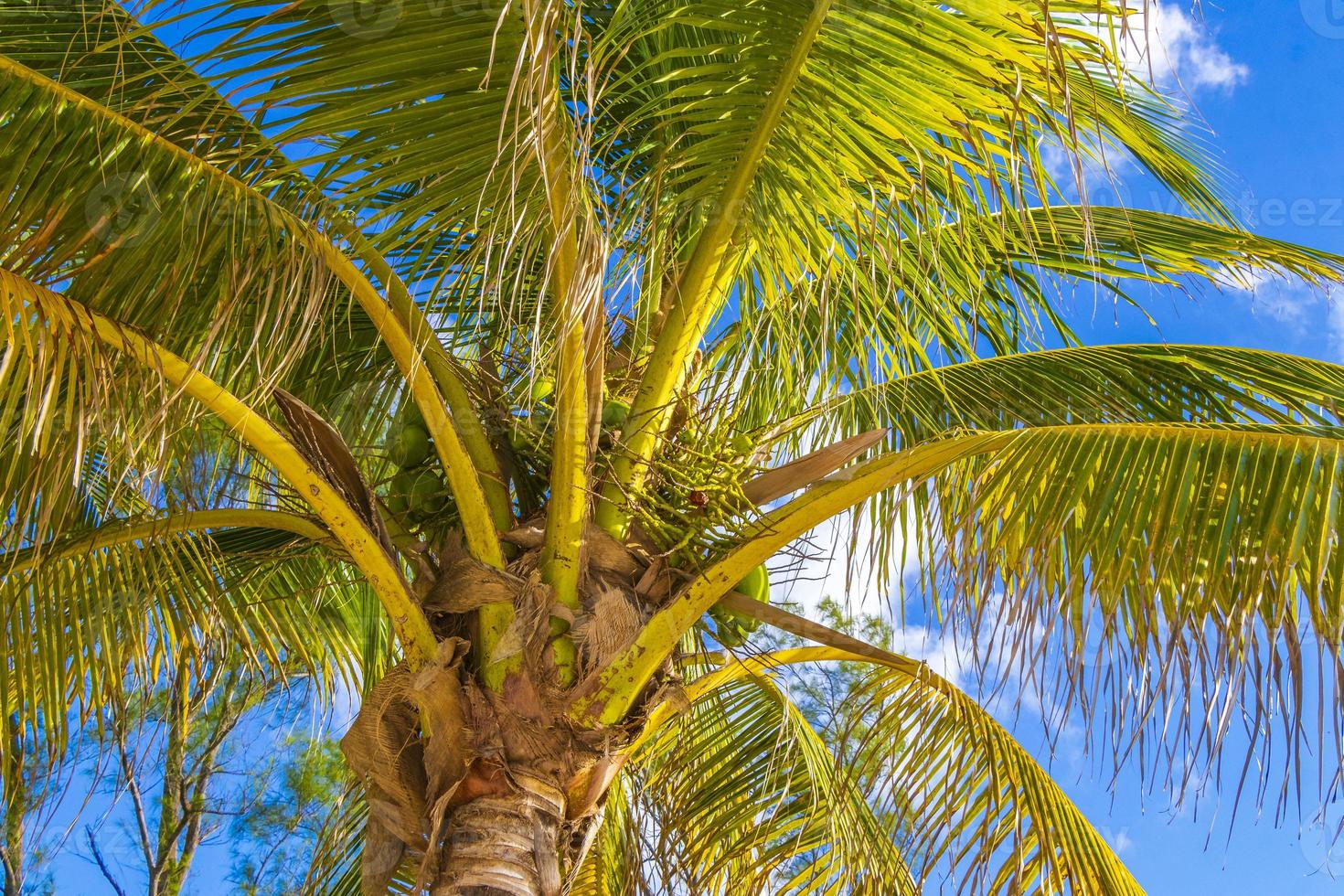 Tropical natural palm tree coconuts blue sky in Mexico. photo