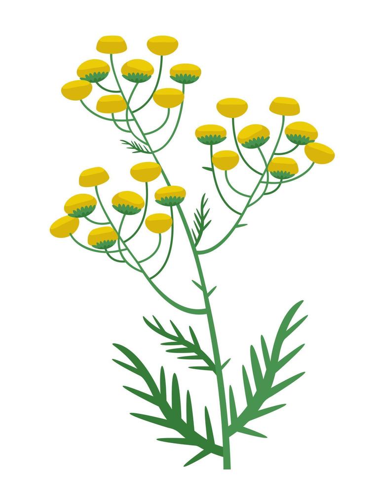 Tansy in cartoon style. vector
