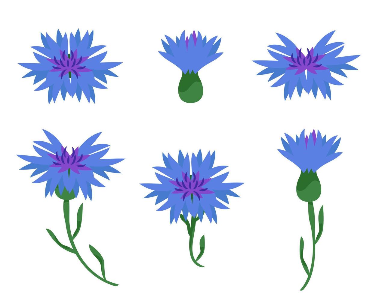 Set of different cornflowers. Wildflower elements in cartoon style. vector