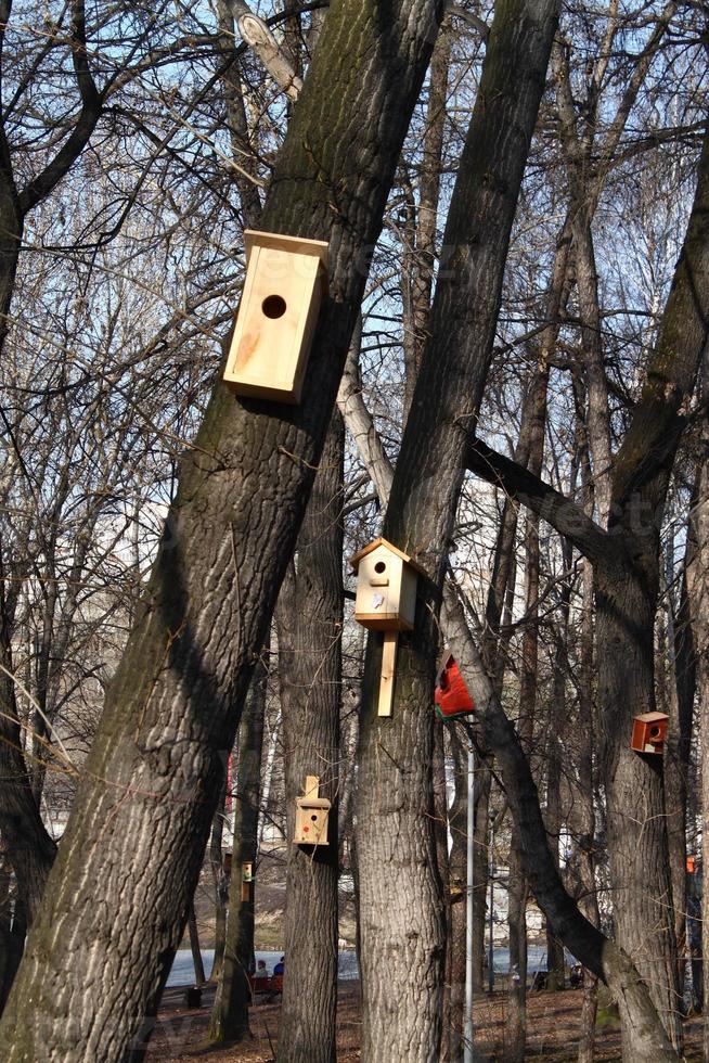 spring birdhouses in the park between the trees on blue sky background photo