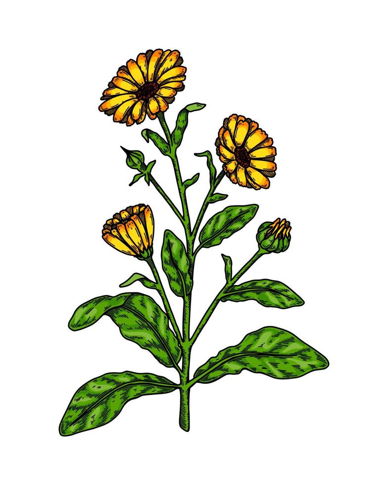 Hand drawn calendula flowering plant isolated on white background. Vector illustration in colored sketch style. Botanical design element