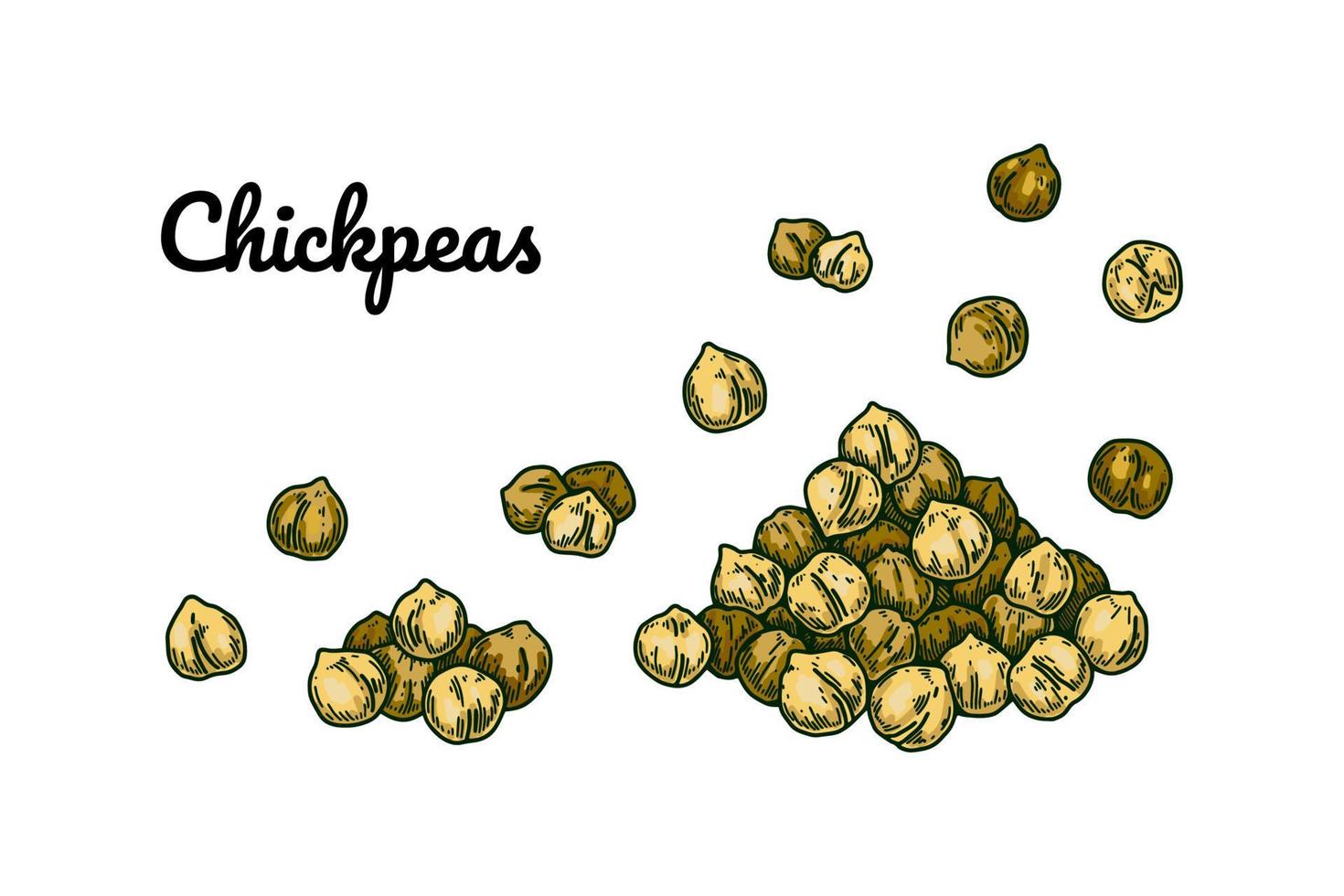 Hand drawn chickpeas beans. Colorful botany vector illustration in sketch style