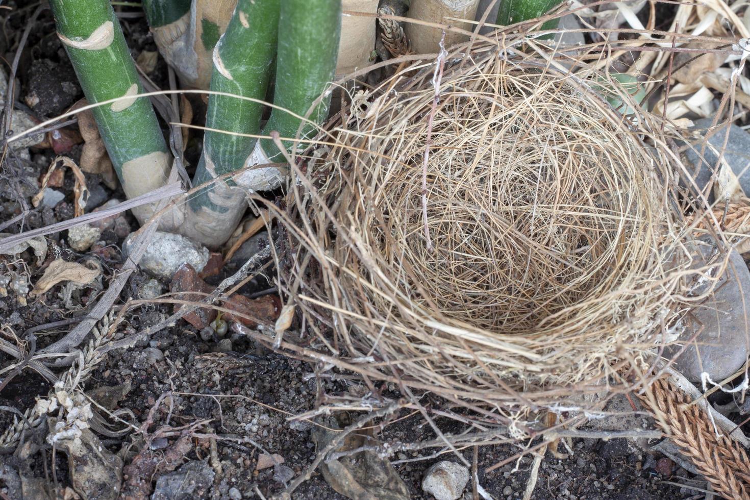 The bird's nest that falls at the under of the tree. photo