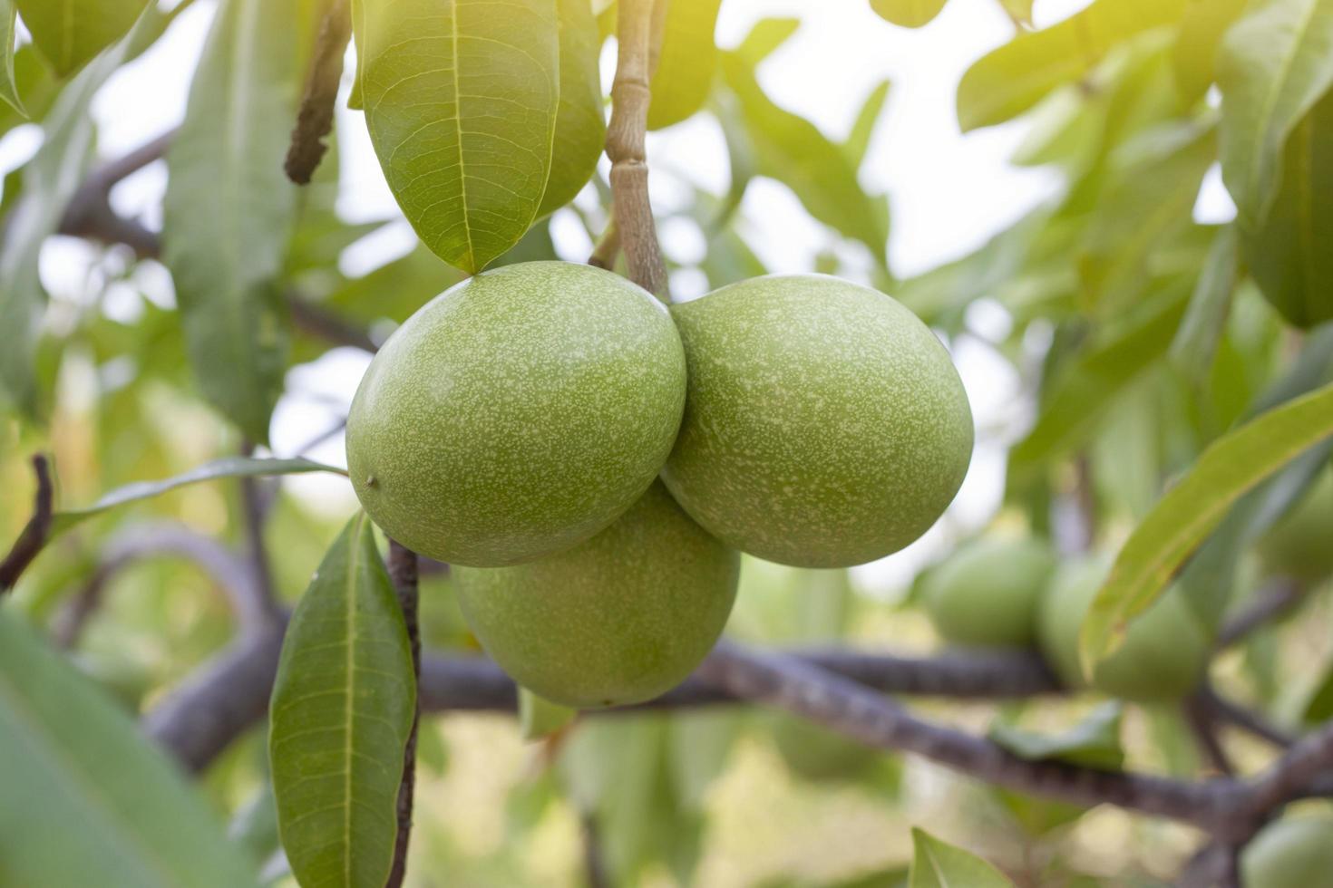 Fruit of Gray milkwood, Pong-pong, Suicide Tree, Yellow Pong-pong or Cerbera odollam gaerth on tree is a Thai herbs with properties is Peel used to Laxative, Flower treat of hemorrhoid. photo