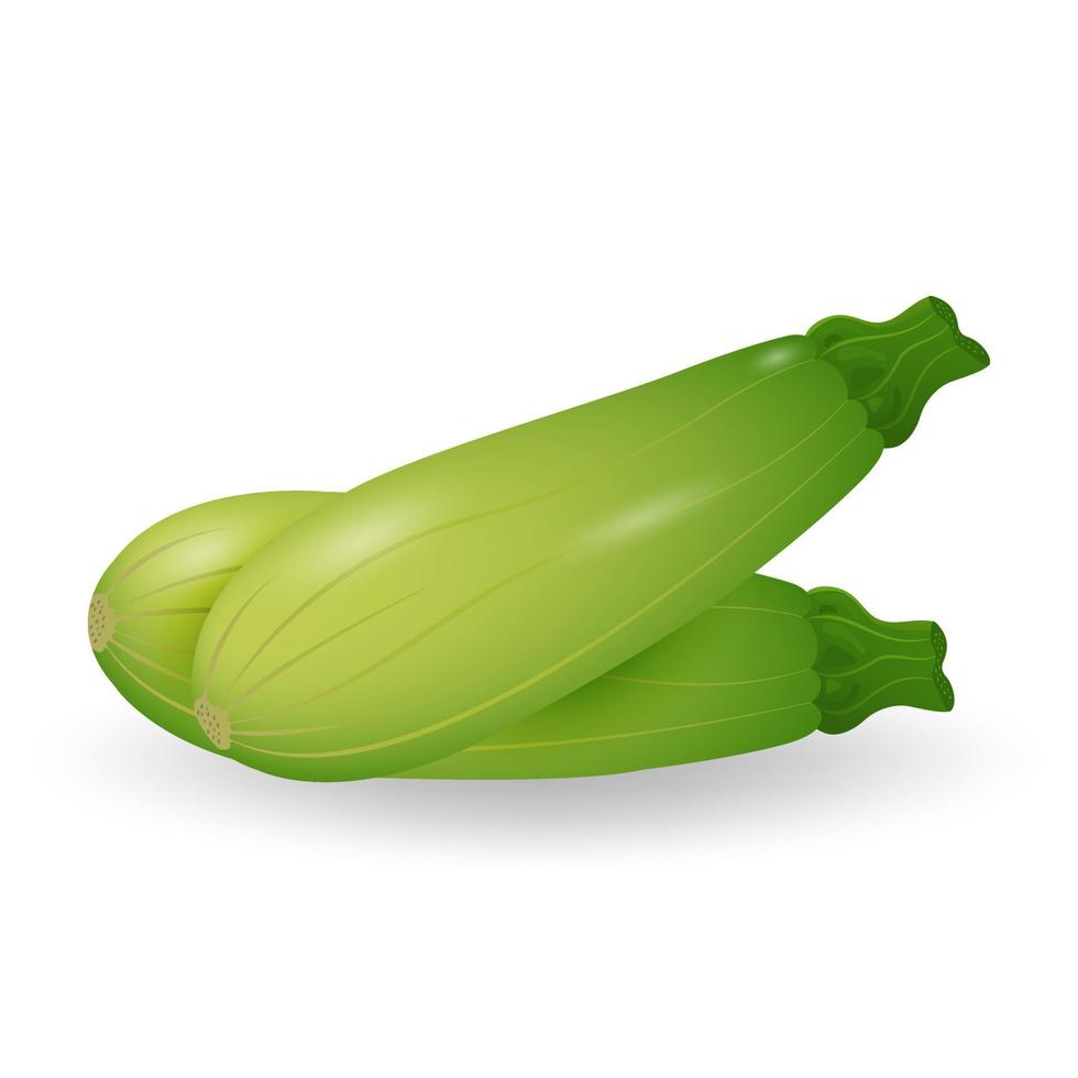 Marrow zucchini isolated on white background. Fresh vegetables. Vector illustration.