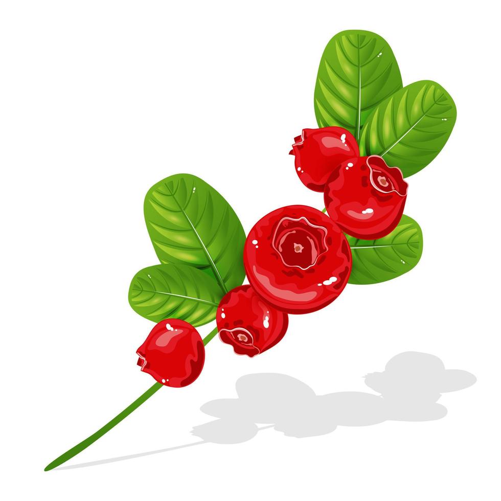 Cowberry branch isolated on white background. Beautiful red berries with leaves. A woodland plant with leathery evergreen leaves, a variety of heather, and edible red sour berries. Vector. vector