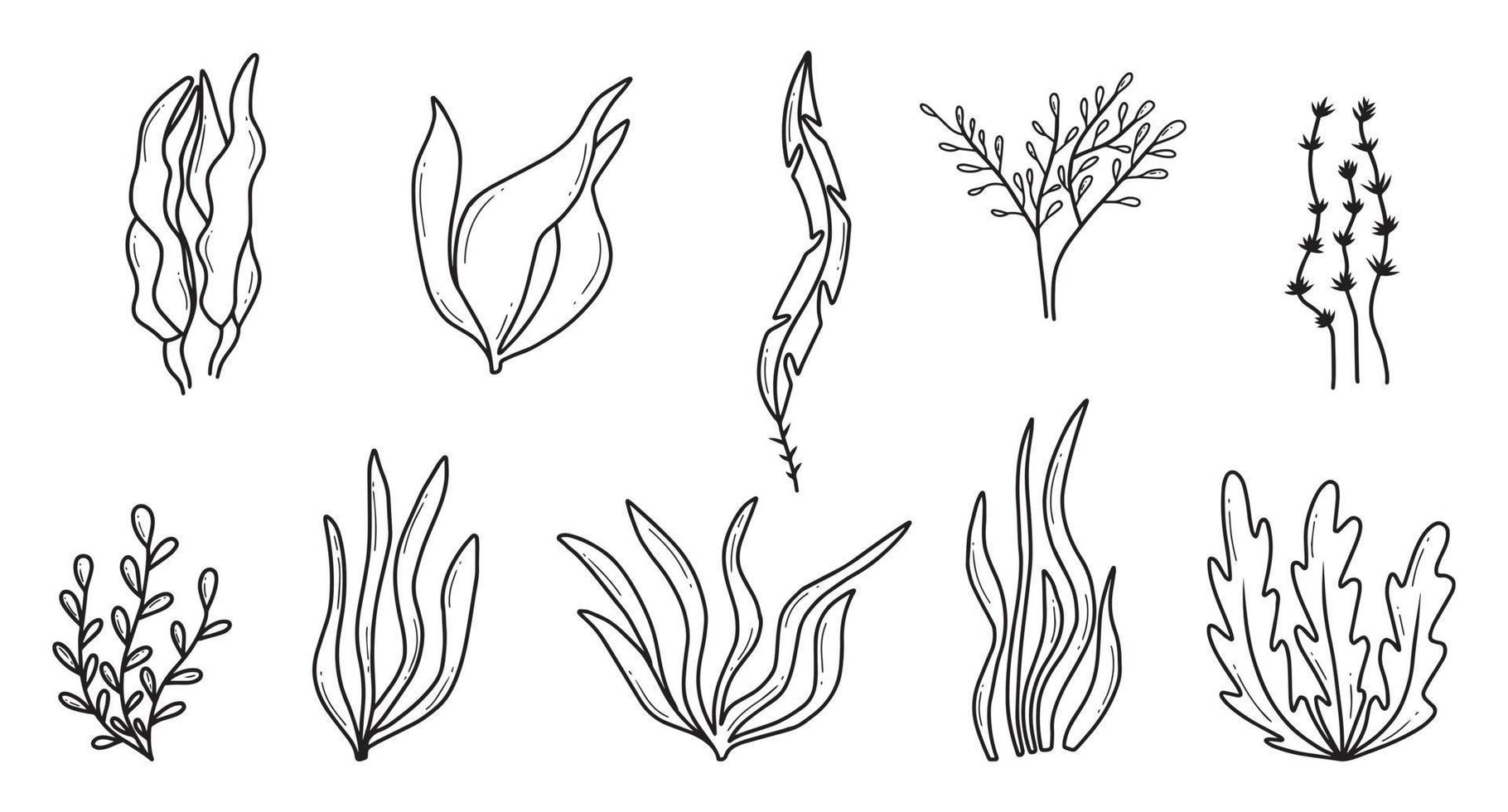 Algae set. Hand drawn collection of colored algae. Sea plants.Vector illustration. Doodle style. vector