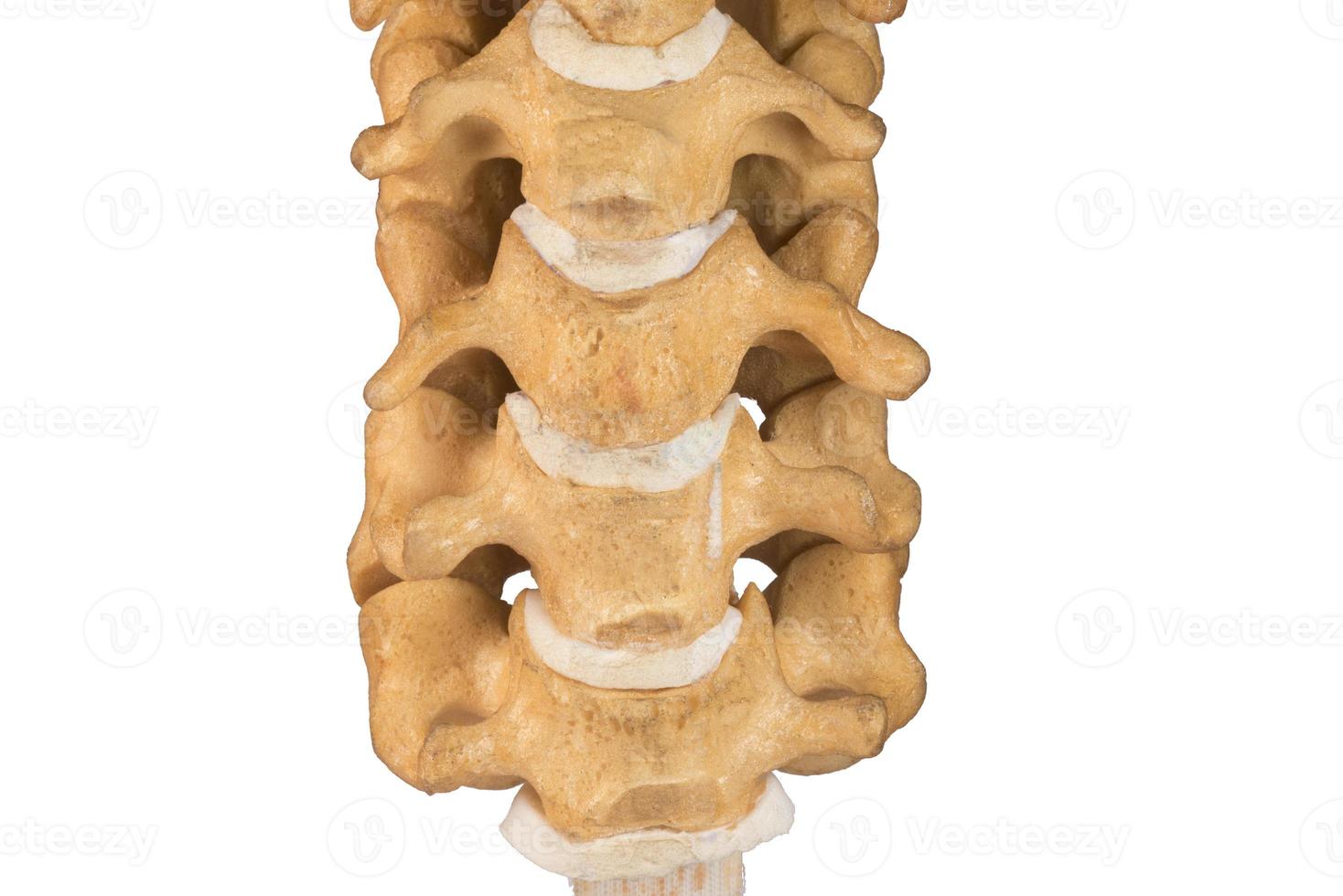 Artificial human cervical spine on white background. photo