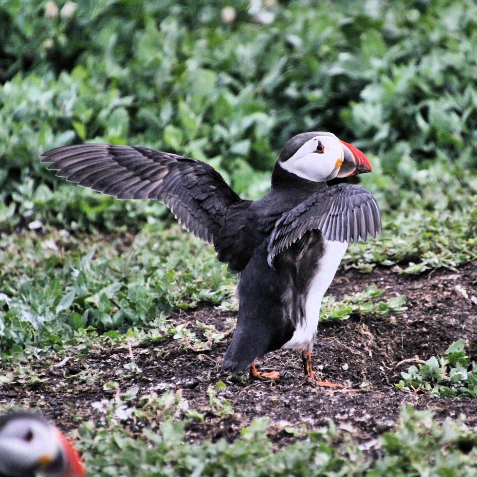 A view of a Puffin photo