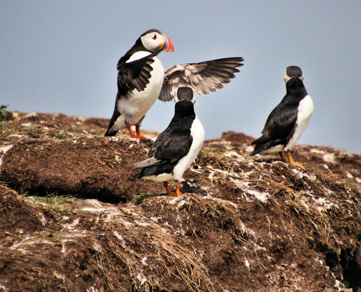 A view of a Puffin photo