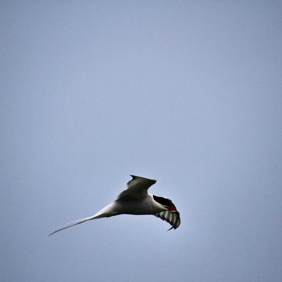 A view of an Arctic Tern photo