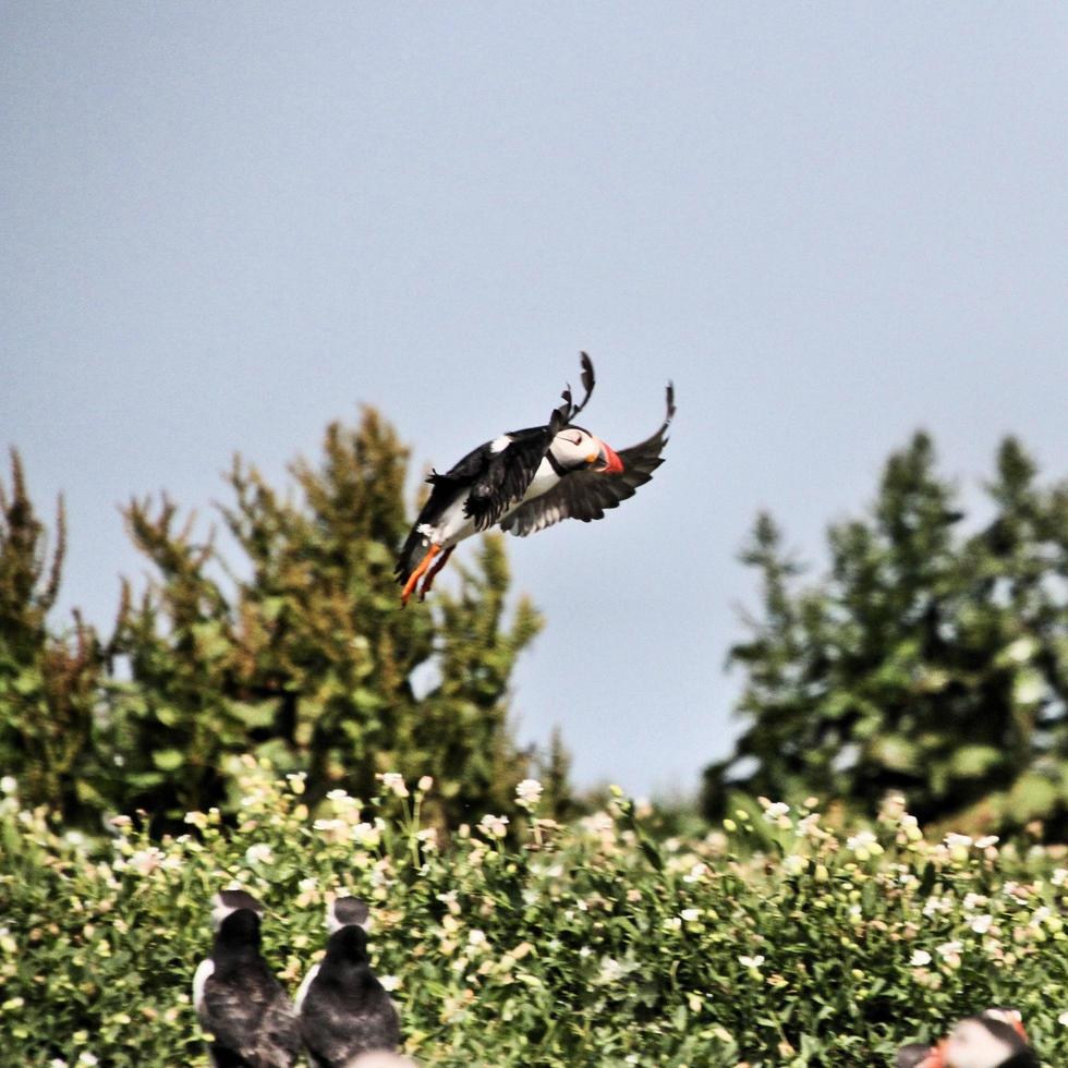 A close up of a Puffin photo