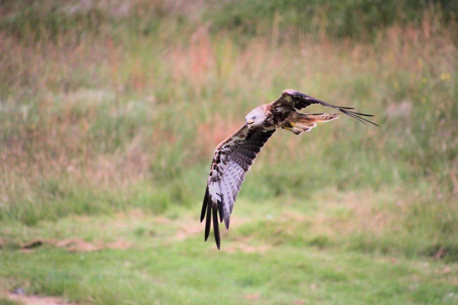 A close up of a Red Kite in flight at Gigrin Farm in Wales photo