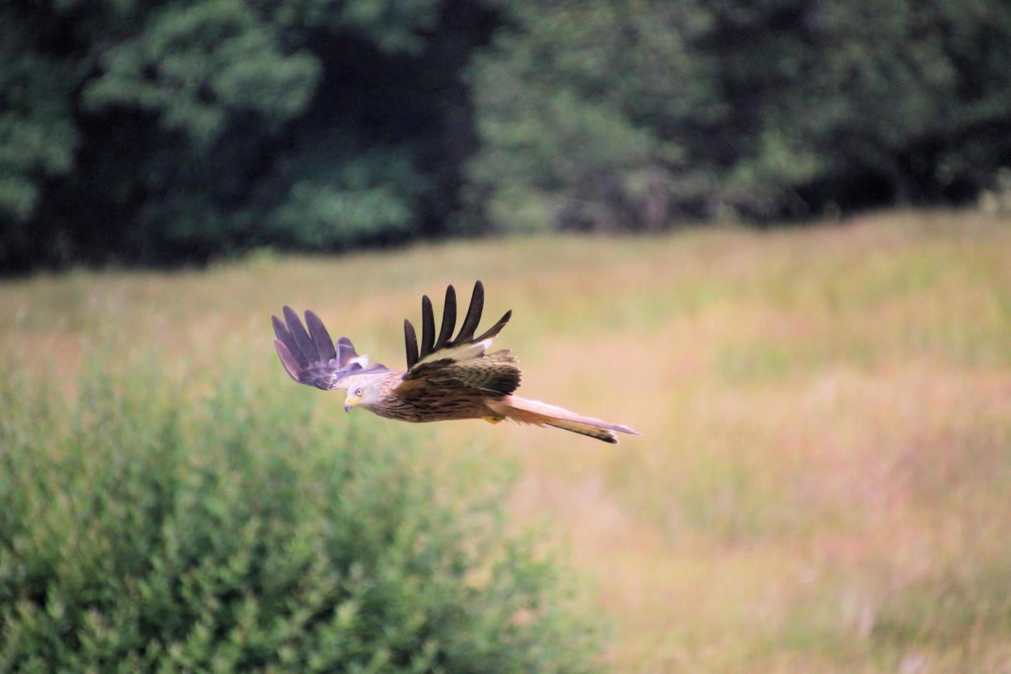 A close up of a Red Kite in flight at Gigrin Farm in Wales photo