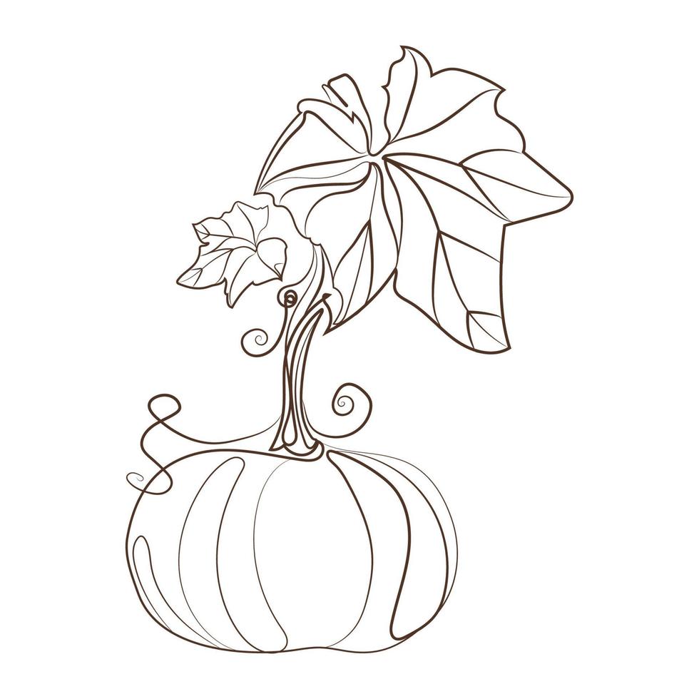 Pumpkin with stem and leaves line art drawing style vector illustration.Minimalist liner sketch pumpkin isolated on white background.