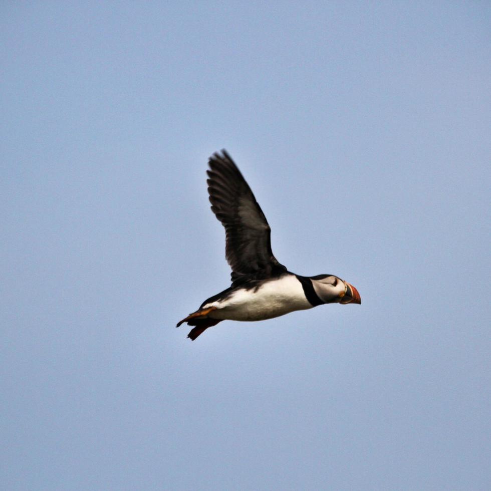 A view of a Puffin photo